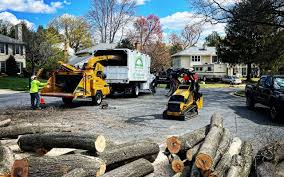 How Our Tree Care Process Works  in  Lake Jackson, TX