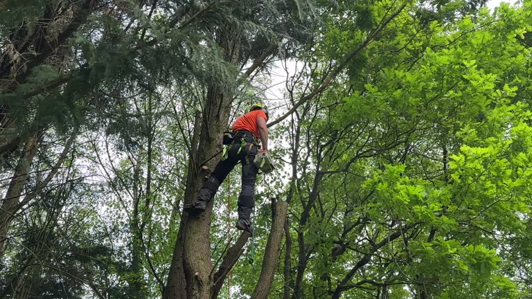 Trusted Lake Jackson, TX Tree Care Services Experts